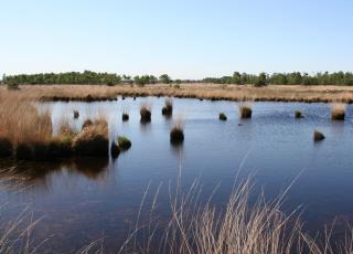 Vennen Kalmthoutse Heide ©  Karel Molenberghs