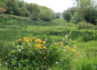 dottergrasland © Arnout Zwaenepoel