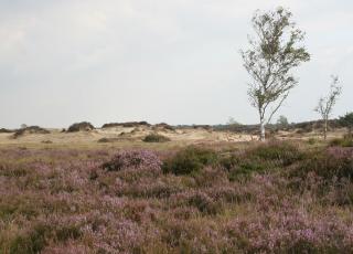Droge heide met landduinen © Karel Molenberghs