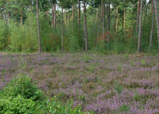 Eksterheide (1)
