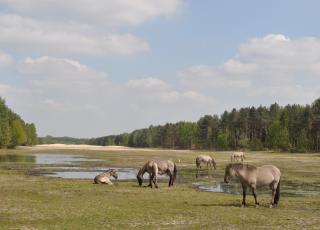 Eksterheide (9)