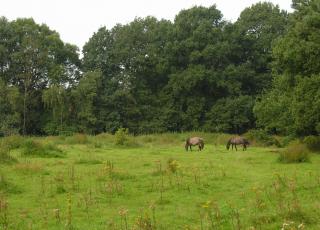 Eksterheide (11)