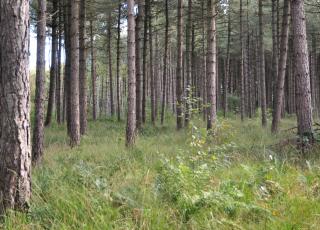 Eksterheide (2)