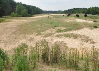 Eksterheide (3)
