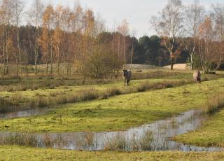 Eksterheide (4)