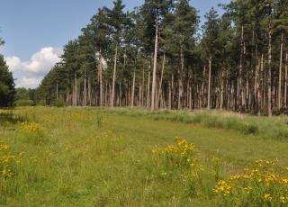 Eksterheide (6)