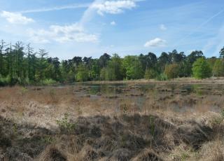 Gewestbos Ravels (1) © Evie VdS