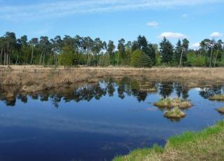 Gewestbos Ravels (2) © Evie VdS
