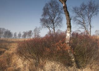 Gagel Grote Schietvelden © Bernard Castelein