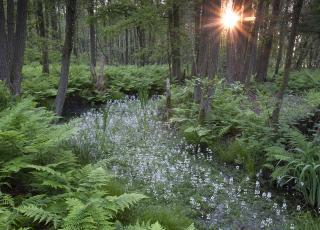 Marum waterviolier Grote Schietvelden © Bernard Castelein