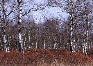 Gagel Grote Schietvelden © Hugo Van Besauw