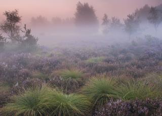 Heideveld met pijpenstrootje Grote Schietvelden © Roger Laps