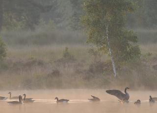 Canadeze ganzen Grote Schietvelden © Swa Bouve