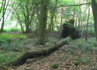 Haeyesbos