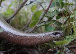 hazelworm (c) Dirk Raes
