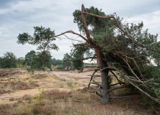 Heidelandschap © Kris Thijs