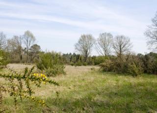 Heiderbos (3) ©  Marc De Vos