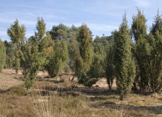 Heiderbos (1) ©  Marc De Vos