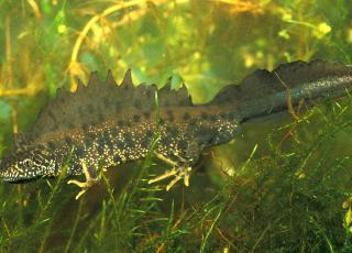 kamsalamander © Willockx