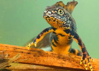 kamsalamander © Yves Adams Vilda