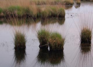 Kalmthoutse Heide (1) © An W.