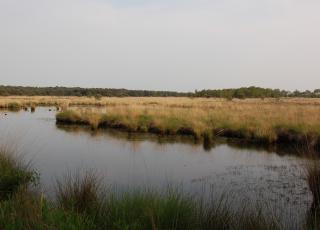 Kalmthoutse Heide (3) © An W.