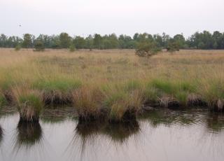 Kalmthoutse Heide (4) © An W.
