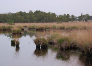 Kalmthoutse Heide (5) © An W.