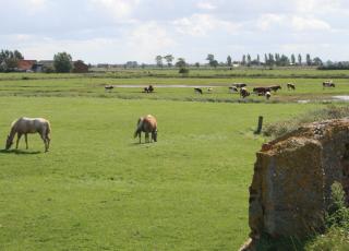 Polders © Arnout Zwaenepoel