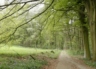Kluisbos © Marc De Vos