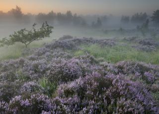 Struikheide Kleine Schietvelden © Bernard Castelein