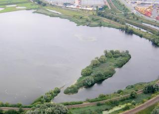 Kuifeend grote plas