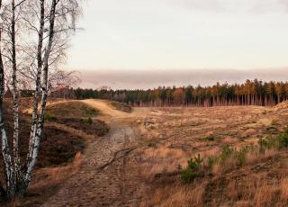 Landschap van goud © Kris Thijs