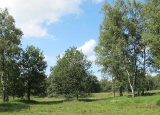 Marum (c) An Wouters