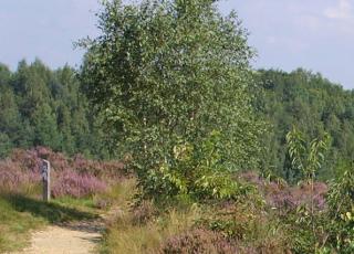 Mechelse Heide (1) © Marc De Vos