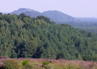 Mechelse Heide (2) © Marc De Vos
