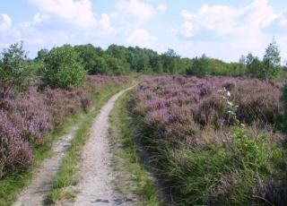 Mechelse Heide (3) © Marc De Vos
