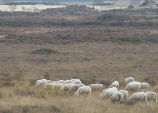begrazing heidelandschap © Karel Molenberghs