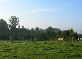 Mettekoven