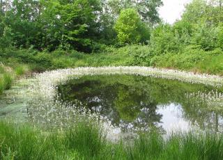 Sixtusbossen © Regine Vanallemeersch