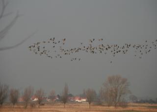 grauwe ganzen © Arnout Zwaenepoel