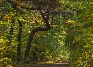 Schoonbeek (2) © Marc De Vos