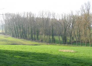 Steenbergse Bossen