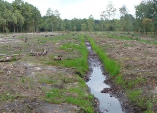 Stropersbos