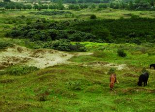 begrazing in Ter Yde © Marc Leten