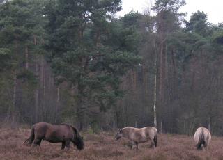 Tielenheide © Luc Van Assche