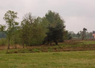 Turnhouts vennengebied (2)