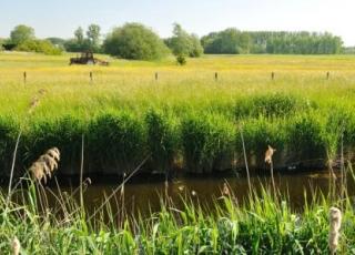 Sigmaplan;wetland; grasland