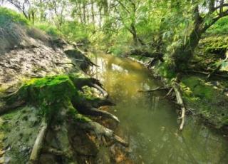 Sigmaplan;zoet schor;wilgenvloedbos