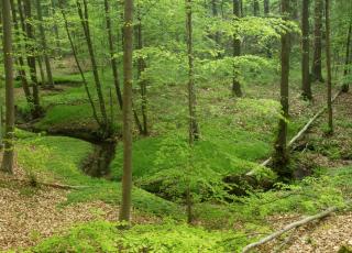 Hallerbos © Jeroen Mentens